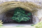 Bí ẩn cây vả mọc ngược thách thức trọng lực ở Italy
