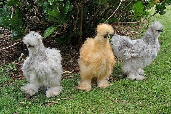 Đại gia chơi giống gà siêu lạ ở Việt Nam lông xù như chó Nhật: Hơn 10 triệu đồng/con, xếp hàng chờ 6 tháng mới mua được - 1