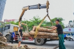 Hàng cây mới được trồng đã bị cắt bỏ ở Hà Nội