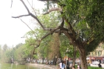 Chặt hạ 3 'cây vàng' chết khô bên hồ Hoàn Kiếm