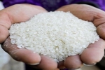 Thế giới đối mặt nguy cơ thiếu gạo nghiêm trọng trong 20 năm qua