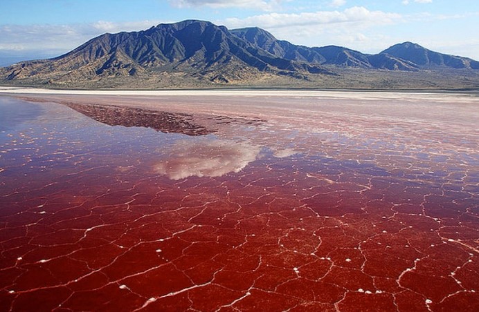 Đời sống - Hồ nước đỏ như máu tưởng đẹp nhưng lại khiến nhiều sinh vật 'hóa đá' (Hình 3).