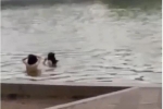 Làm rõ danh tính 2 thanh niên 'tắm tiên' tại hồ Hoàn Kiếm