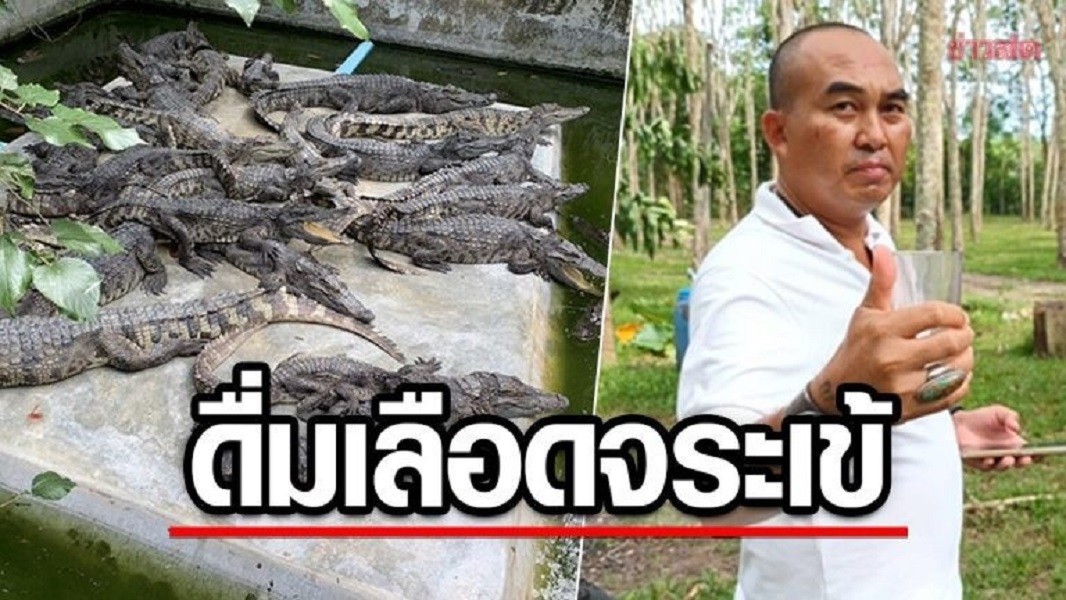 Cộng đồng mạng - Doanh nhân Thái Lan gây tranh cãi vì uống tiết cá sấu để khỏe mỗi ngày