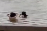 Diễn biến mới vụ 2 thanh niên 'tắm tiên' tại Hồ Gươm