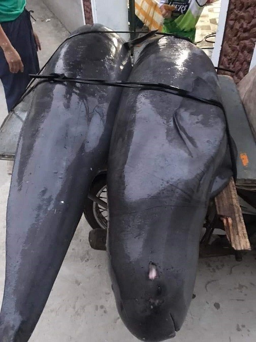 Dân sinh - Thanh Hóa: Ngư dân Sầm Sơn bắt được cá lạ nghi đã tuyệt chủng