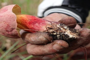 Lâm Đồng: 15 người bị ngộ độc sau khi ăn nấm rừng