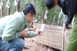 Gay cấn xử lý khúc gỗ dân đào dưới lòng đất đang bị tạm giữ