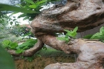 Cây ổi bonsai mọc ngược 'hiếm có khó tìm', khách trả 900 triệu chủ vẫn không màng