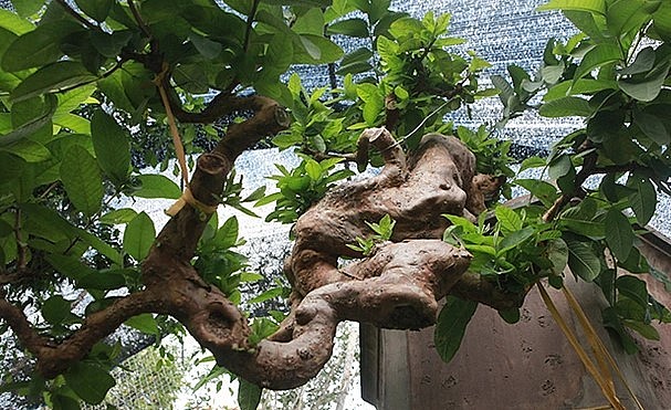Cộng đồng mạng - Cây ổi bonsai mọc ngược 'hiếm có khó tìm', khách trả 900 triệu chủ vẫn không màng