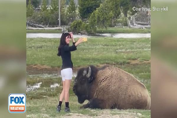 Nữ du khách bị chỉ trích vì chụp ảnh selfie với bò rừng quá gần