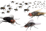 11 cách đơn giản để đuổi ruồi khỏi nhà mà không tốn một xu