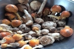 Thêm 6 người ở Tây Ninh bị ngộ độc khi ăn nấm rừng
