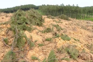 Nguyên Bí thư Đảng ủy xã bị kỷ luật vì khai thác rừng trái phép