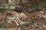 Nghệ An: Bắt 6 đối tượng trộm 2 tấn chó trong vòng hơn một tháng