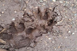Hai vết chân nghi của hổ xuất hiện ở Sơn La giống thú họ chó