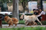 Hà Nội yêu cầu các quận, huyện thành lập đội bắt chó thả rông