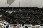 Người dân ở Tây Ninh tá hỏa phát hiện con trăn nửa tạ trong nhà vệ sinh