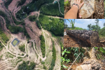 Vụ rừng thông 30 năm tuổi bị đốn hạ tan hoang: Không đủ cơ sở xử lý vi phạm