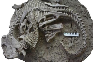 Trung Quốc: Danh tính bất ngờ của quái vật ăn thịt khủng long rồi hóa đá