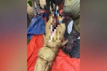 Mổ bụng cá sấu 800 kg ở Malaysia, phát hiện người xấu số