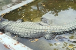 Hải Phòng: Giật mình trước 'cá sấu chúa' khổng lồ nặng gần 500kg
