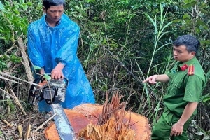 Lâm Đồng: Khởi tố nhóm đối tượng khai thác gỗ trái phép