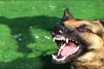 Đồng Nai: Thêm một ca tử vong do bị chó dại cắn