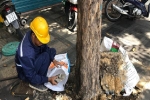 Hàng cây bị 'bức tử' trên đường vào sân bay Tân Sơn Nhất được giải cứu