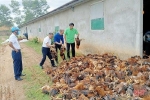 Hà Tĩnh: Sự cố chập điện, một hộ nuôi bị chết 8.000 con gà