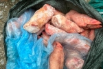 Chặn 1,5 tấn móng giò lợn 'trôi nổi', đã biến đổi màu sắc trước khi lưu thông