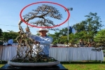 Ngắm dàn 'quái cây' bonsai với dáng thế độc, giá lên đến tỷ đồng vẫn hút người xem
