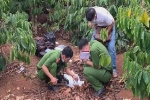 Tá hỏa phát hiện bộ xương người lộ thiên trong vườn cà phê