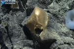 Phát hiện 'trứng vàng' bí ẩn dưới đáy đại dương