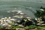 Hà Nội: Cá chết hàng loạt, bốc mùi hôi thối nồng nặng trên Hồ Tây