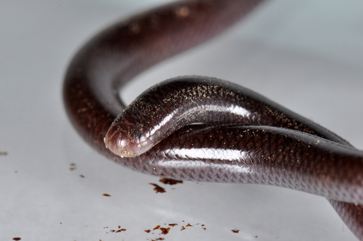 Đời sống - Sự thật loài rắn trông như con giun với lời đồn 'bị cắn là mất mạng'
