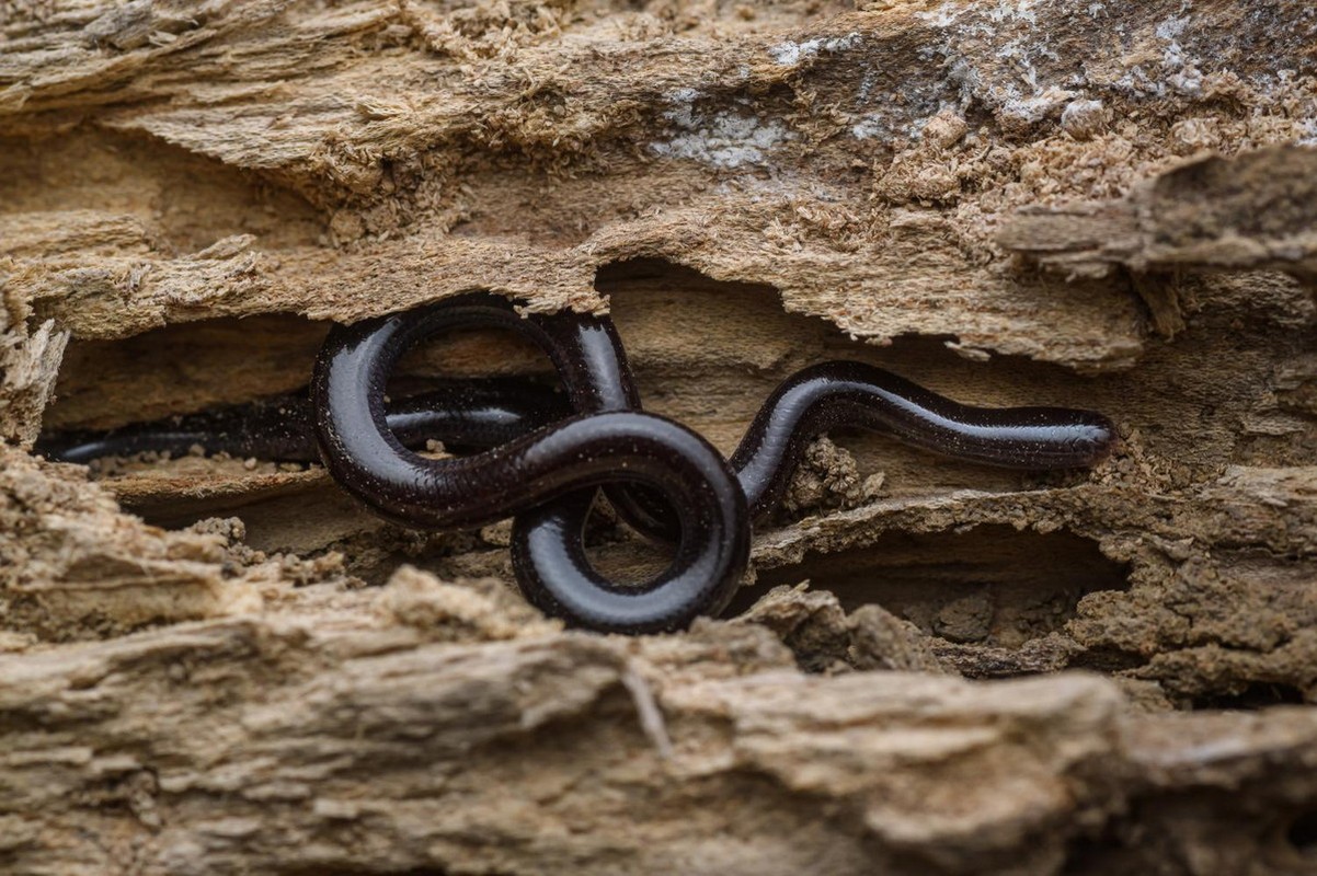 Đời sống - Sự thật loài rắn trông như con giun với lời đồn 'bị cắn là mất mạng' (Hình 3).