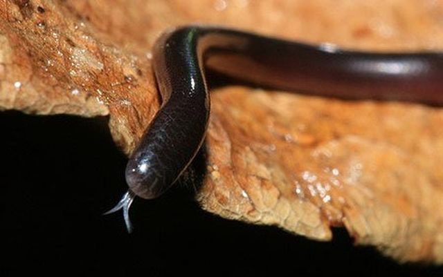 Đời sống - Sự thật loài rắn trông như con giun với lời đồn 'bị cắn là mất mạng' (Hình 4).