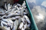 Cá chết hàng loạt trong lồng bè, người dân oà khóc giữa hồ nuôi
