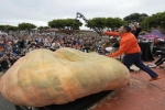 Thầy giáo trồng quả bí ngô nặng hơn 1,2 tấn lập kỷ lục thế giới