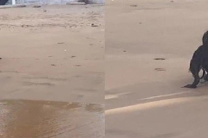 Sự thật ngã ngửa về clip 'người ngoài hành tinh đen' nằm trên bãi biển