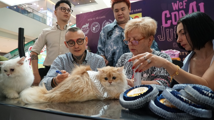 Gần 100 mèo quý tộc đọ sắc tại cuộc thi mèo lớn nhất Việt Nam - Ảnh 2.