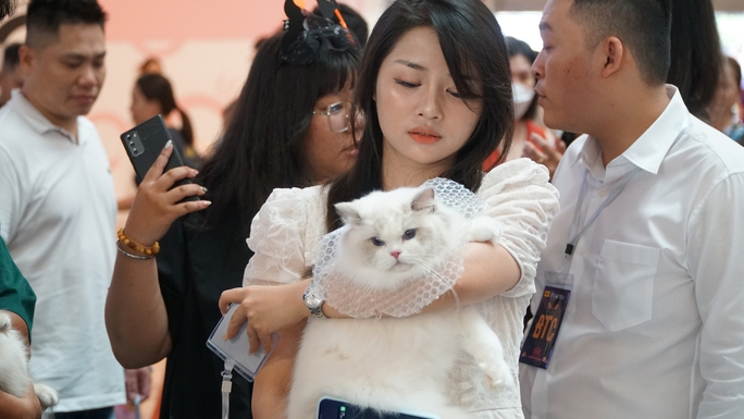 Gần 100 mèo quý tộc đọ sắc tại cuộc thi mèo lớn nhất Việt Nam - Ảnh 7.