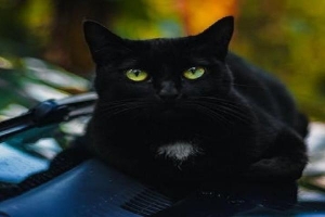 Mèo kêu lớn khi lại gần ô tô, kiểm tra thì phát hiện sốc