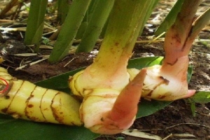 Loại củ 'hiếm có khó tìm' trên thế giới, chống cả ung thư, Việt Nam trồng đầy vườn