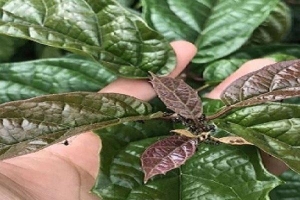Loại cây là 'vũ khí chống ung thư', ở Việt Nam trồng bạt ngàn