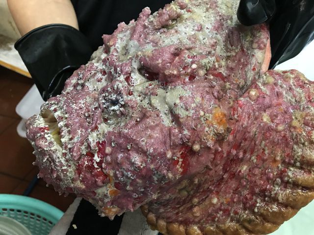 Đời sống - Loài cá 'xấu xí nhất thế giới', nay lên đĩa thành hải sản giá gần 2 triệu đồng 