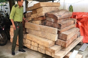 Phát hiện gỗ lậu cất giấu trên đất của trưởng phòng ở Quảng Nam
