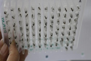 Indonesia: Kế hoạch thả 200 triệu con muỗi ở Bali bị chỉ trích