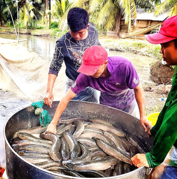 Kinh tế - Trà Vinh: Giá cá lóc giảm sâu, nông dân trông chờ vào dịp Tết